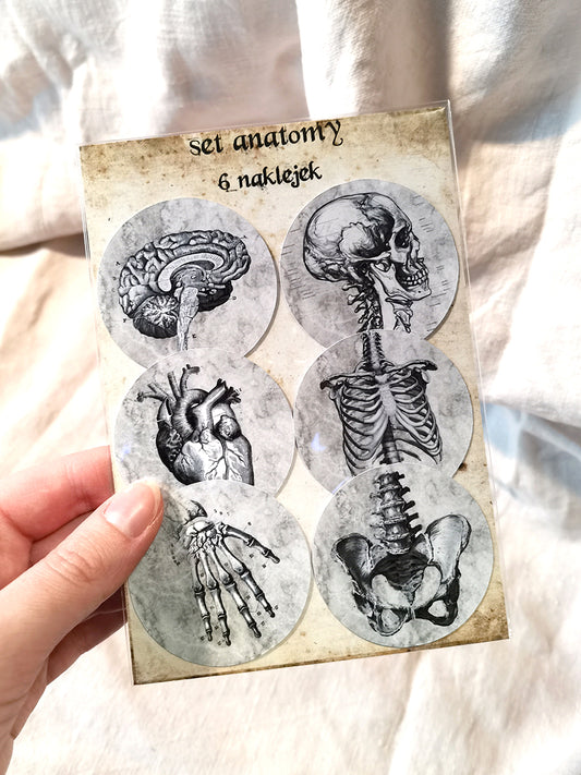 Zestaw naklejek Anatomia