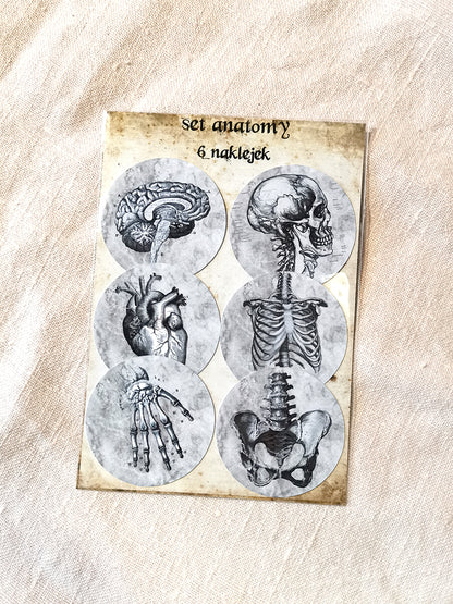 Zestaw naklejek Anatomia